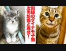 因縁のダイナモ子猫、次男坊猫と4年ぶりの再会