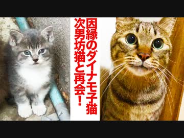 因縁のダイナモ子猫、次男坊猫と4年ぶりの再会