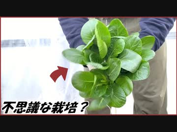蟻戦争　ありじゃむは「水耕栽培」で農家を目指す！