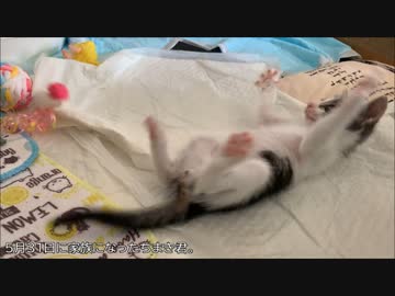 コロコロ転がる子ネコさん