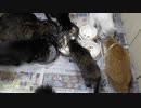 今週のおやつ（本隊）【蒼民家の猫々】