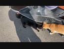 淡路島キャンプツーリング(津井キャンプ場)