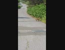 野生のキツネを尾行してみた