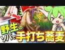 野生のソバで年越し蕎麦を手打ちするずんだもん