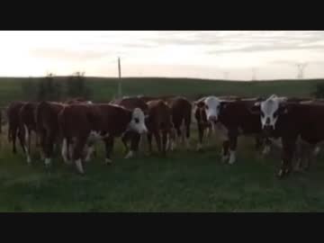 ホモと見るナニかに群がる牛たち