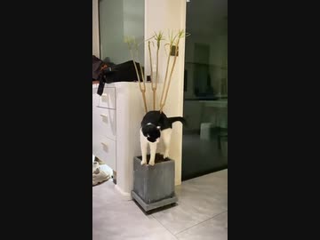 ホモと見る猫の奇行