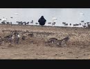 宮城県登米市　渡り鳥の聖地内沼、伊豆沼訪問　内沼　白鳥やまがん等を観察に行く2　2023　1230　