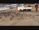 宮城県登米市　渡り鳥の聖地内沼、伊豆沼訪問　内沼　白鳥やまがん等を観察に行く3　エサ補給の軽トラによっていく鳥たち　2023　1230　