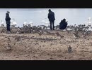 宮城県登米市　渡り鳥の聖地内沼、伊豆沼訪問　内沼　白鳥やまがん等を観察に行く4　2023　1230　
