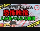【2023年】ホームビデオに写り込んでいた恐怖映像 海でワニに襲われ助けを呼ぶ男性のシルエットが…『メキシコ湾ワニ襲撃事故』【ゆっくり解説】