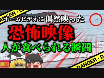 【2023年】ホームビデオに写り込んでいた恐怖映像 海でワニに襲われ助けを呼ぶ男性のシルエットが…『メキシコ湾ワニ襲撃事故』【ゆっくり解説】