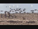 宮城県登米市　渡り鳥の聖地内沼、伊豆沼訪問　内沼　白鳥やまがん等を観察に行く5　2023　1230　