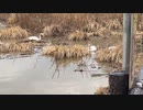 宮城県登米市　渡り鳥の聖地内沼、伊豆沼訪問　伊豆沼　白鳥やまがん等を観察に行く6　2023　1230　