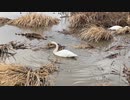 宮城県登米市　渡り鳥の聖地内沼、伊豆沼訪問　伊豆沼　白鳥やまがん等を観察に行く7　2023　1230　
