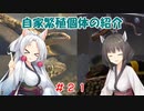 東北姉妹と両爬奇蟲#21 自家繁殖個体の紹介【赤ちゃん集合】