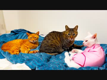 節目の10周年、猫たちとの別れと約束