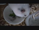 ハムスター飼いました。〜その156〜2023年12月だよ!!体重測定だよ!!