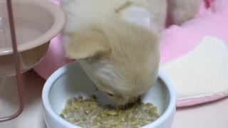 【チワワ】ももちゃん、初めてのご飯【２か月）