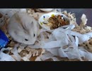 ハムスター飼いました。〜その157〜2024年最初の朝食だよ!!