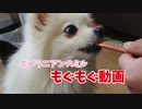 ポメラニアンのモグモグ動画