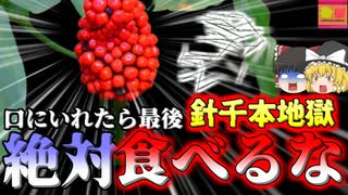 【2022】唇が二倍に腫れ,無数の針でのどを刺されたような地獄の痛みに襲われた少年…気絶するほど凄まじい痛みはどこからきた？『マムシグサ食中毒』【ゆっくり解説】