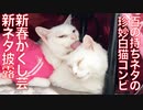 珍妙白猫コンビ、新春かくし芸の新ネタを披露する
