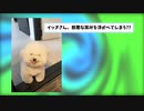 【2ch動物スレ】ジェンガできる犬を発見！！！ 前代未聞の技www