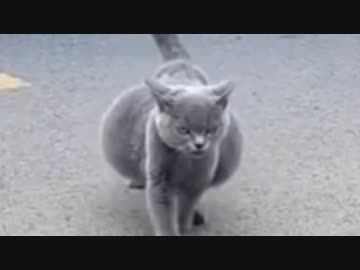 ホモと見るボテ腹と化した猫の末路
