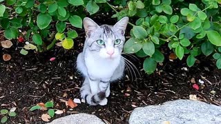 台風直後の公園に行ったら花壇で野良猫が待っていた