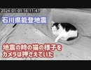 石川県能登地震の時の猫の様子　見守りペットカメラの映像