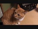 目が輝く猫