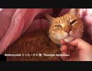指をぺろぺろしてくれる猫