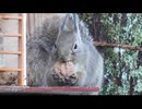 家の裏で野鳥とニホンリスを眺める　その4後編