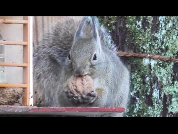 家の裏で野鳥とニホンリスを眺める　その4後編