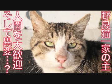 野良猫一家の主、人間を大歓迎するも…？