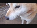 新春大乱闘！　やるときゃやるワン