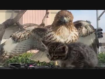 ホモと見るご馳走を狙う鷹