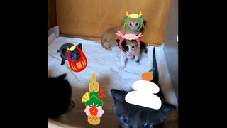 【ショート】明けましておめでとうございます！な子猫