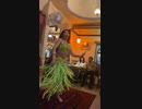 Berry Dancer Nurah 2023