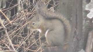 家の裏で野鳥とニホンリスを眺める　その5前編