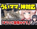 しぐれうい、神対応　地震で苦しむファンへ笑いと癒しを届ける　【#ここに座れうい/#ういフィギュア/#ういに動物みせろ】