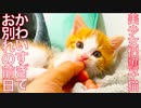 美少女保護子猫、お別れ直前に可愛さを振りまく