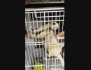 【 #フクロモモンガ 】朝もお腹すいてる子へのしつけ【 #おはモモンガ 】