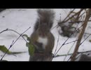 家の裏で野鳥とニホンリスを眺める　その5中編