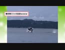 【2ch動物スレ】「犬が溺れてる？ワイなら救助できるで」イルカの優しさwwww