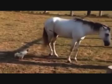 ホモと見る絶対に負けられない戦い