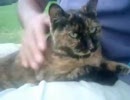 ノラぬこサビ子ちゃん『それでも主が好きなサビ子ちゃん』
