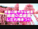 鈴鹿の森庭園　しだれ梅まつり　一度は見たい！感動の艶やかな枝垂れ梅の絶景　伝統園芸文化のしだれ梅の「仕立て技術」で研究栽培された”呉服枝垂”が鈴鹿山脈を背景に咲き誇ります。