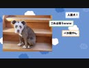 【2ch動物スレ】馬鹿にされたチワワ、ついに本気を出すｗｗ→本気を出した結果wwww