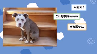 【2ch動物スレ】馬鹿にされたチワワ、ついに本気を出すｗｗ→本気を出した結果wwww